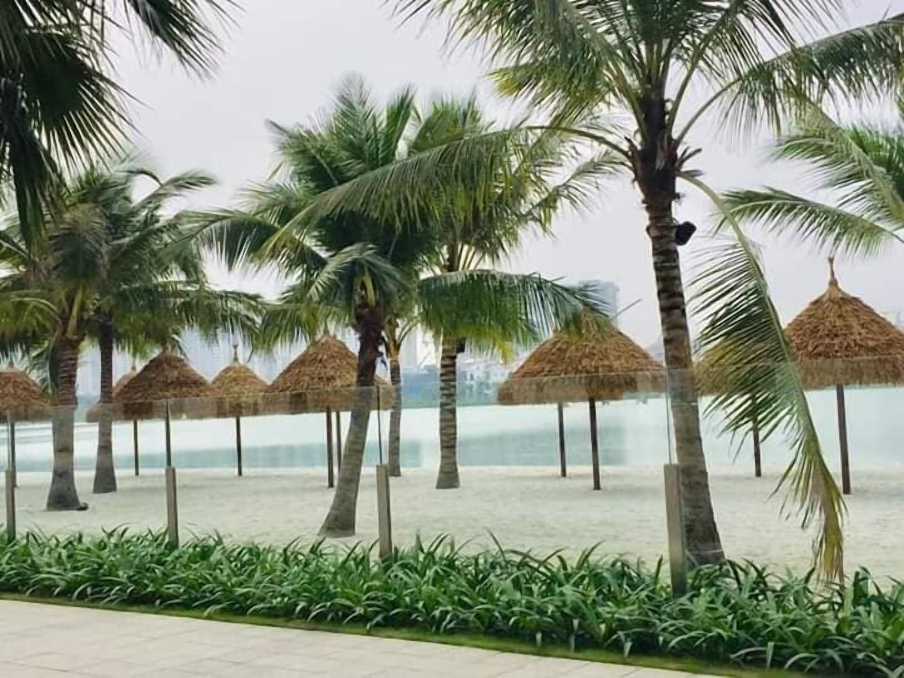 Een strand met palmbomen en rieten parasols.