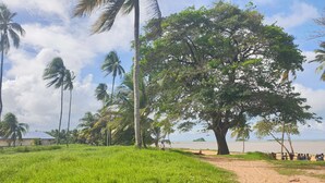 Una playa arenosa con palmeras y una zona cubierta de césped.