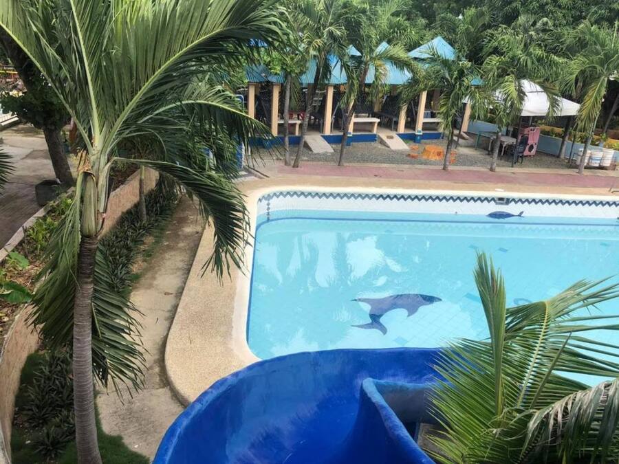A swimming pool with a shark swimming inside.