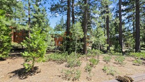 A forested area with a cabin and a wooden deck. - Spacious Retreat at Dollar Point (Tahoe City)