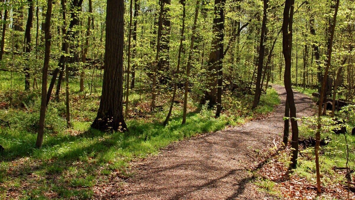 Un sendero arbolado con árboles altos y un camino de tierra.