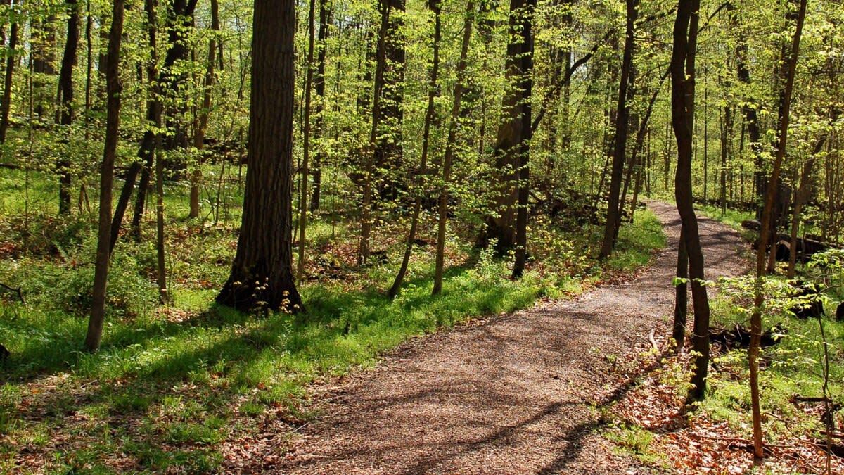 Un sentiero boschivo con alberi alti e un tracciato sterrato.