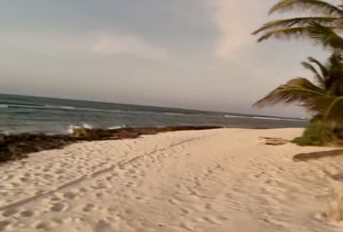 Une plage de sable avec des empreintes menant à l’eau, un palmier et l’océan en arrière-plan.
