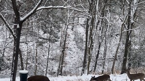 A snowy forest scene with deer grazing.