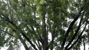 A backyard with a large tree, picnic table, and chairs. - Classic brick charmer close to lake, river, and downtown! (Sheboygan)