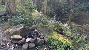 A forested area with a small rock formation and a stream. - “Maybelline”, 1959 Vintage Camper by the Creek (Barnardsville)