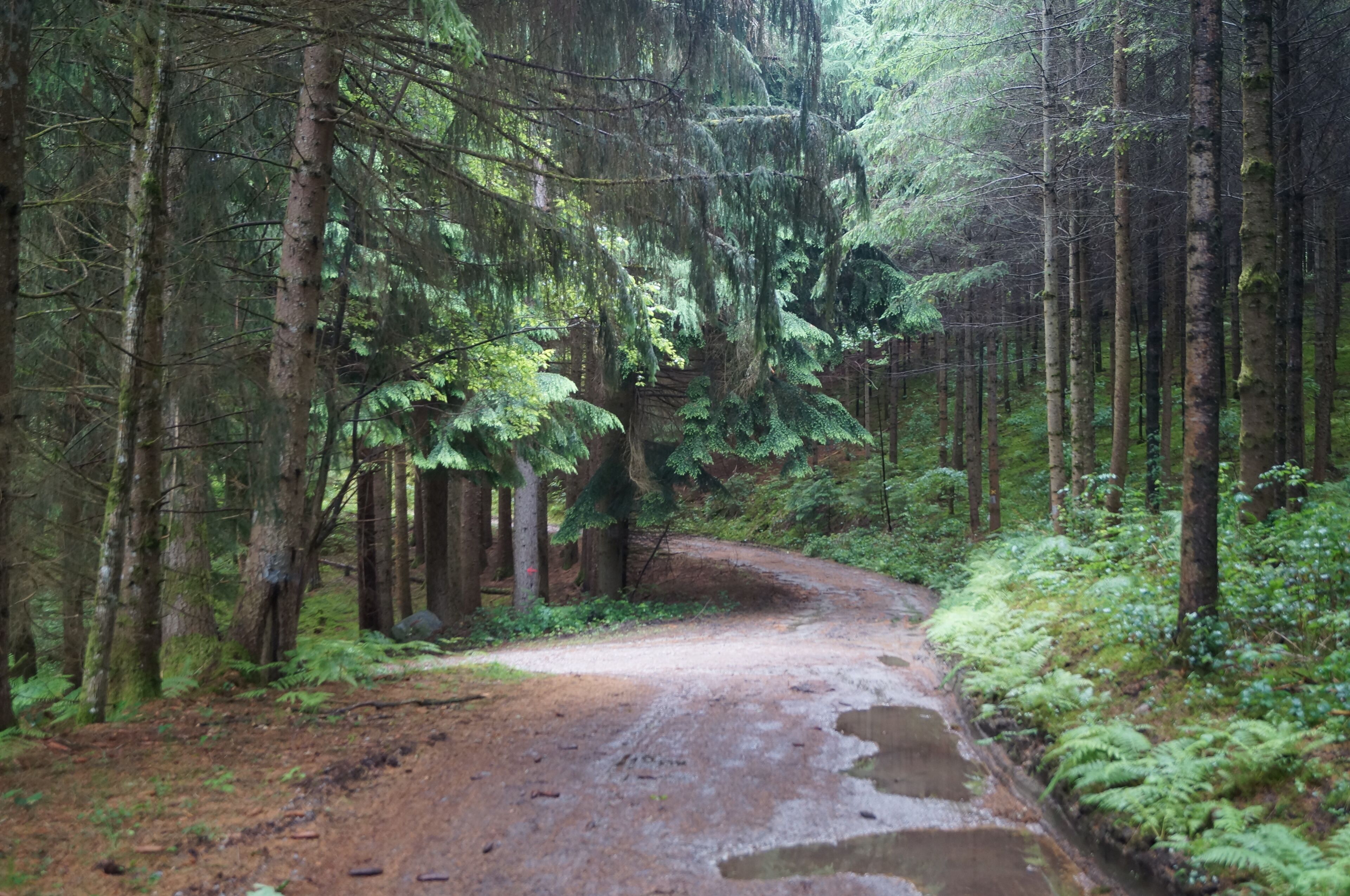 A forested area with a dirt path.