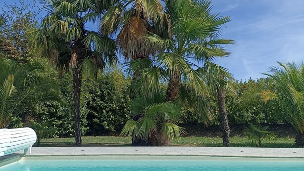 Una piscina envoltada de palmeres i vegetació.