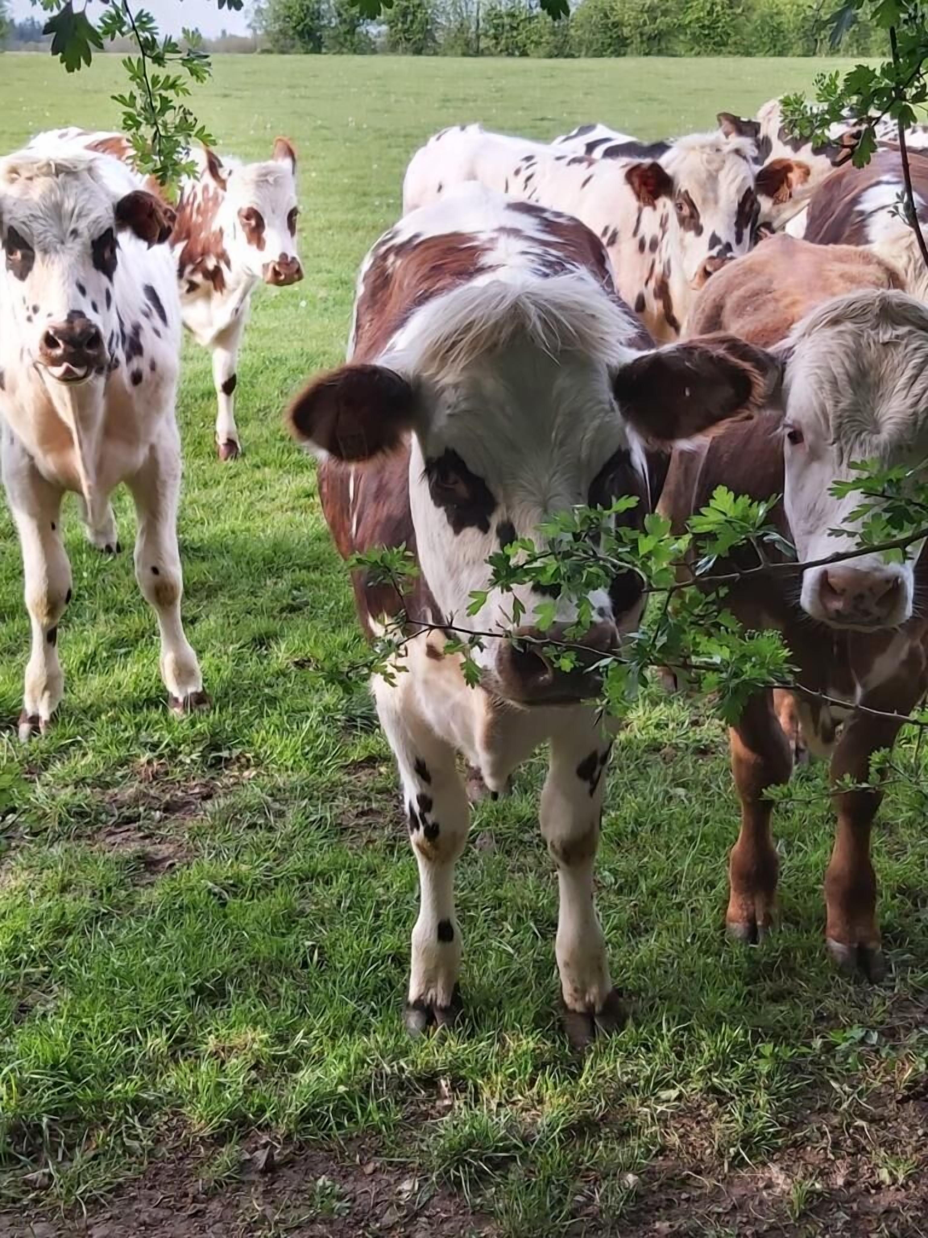 Eine Kuhherde weidet auf einer grünen Wiese.