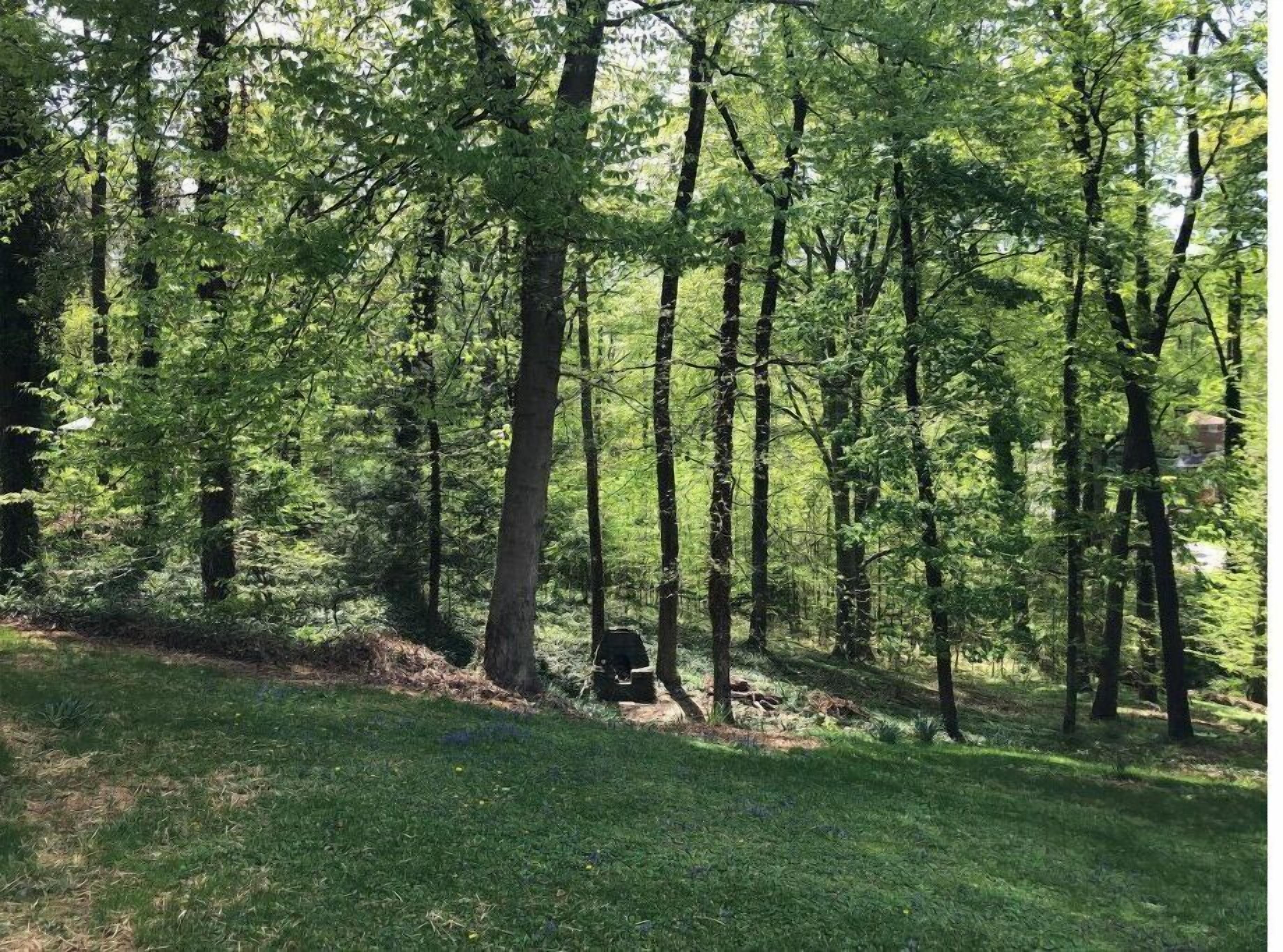 A forested area with tall trees and a grassy clearing.