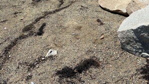 Una costa rocosa con grandes rocas y vegetación escasa.