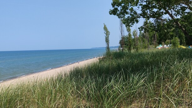 Une plage avec un ciel dégagé, un rivage sablonneux et de hautes herbes au premier plan.