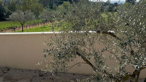Un olivar bajo un cielo despejado.