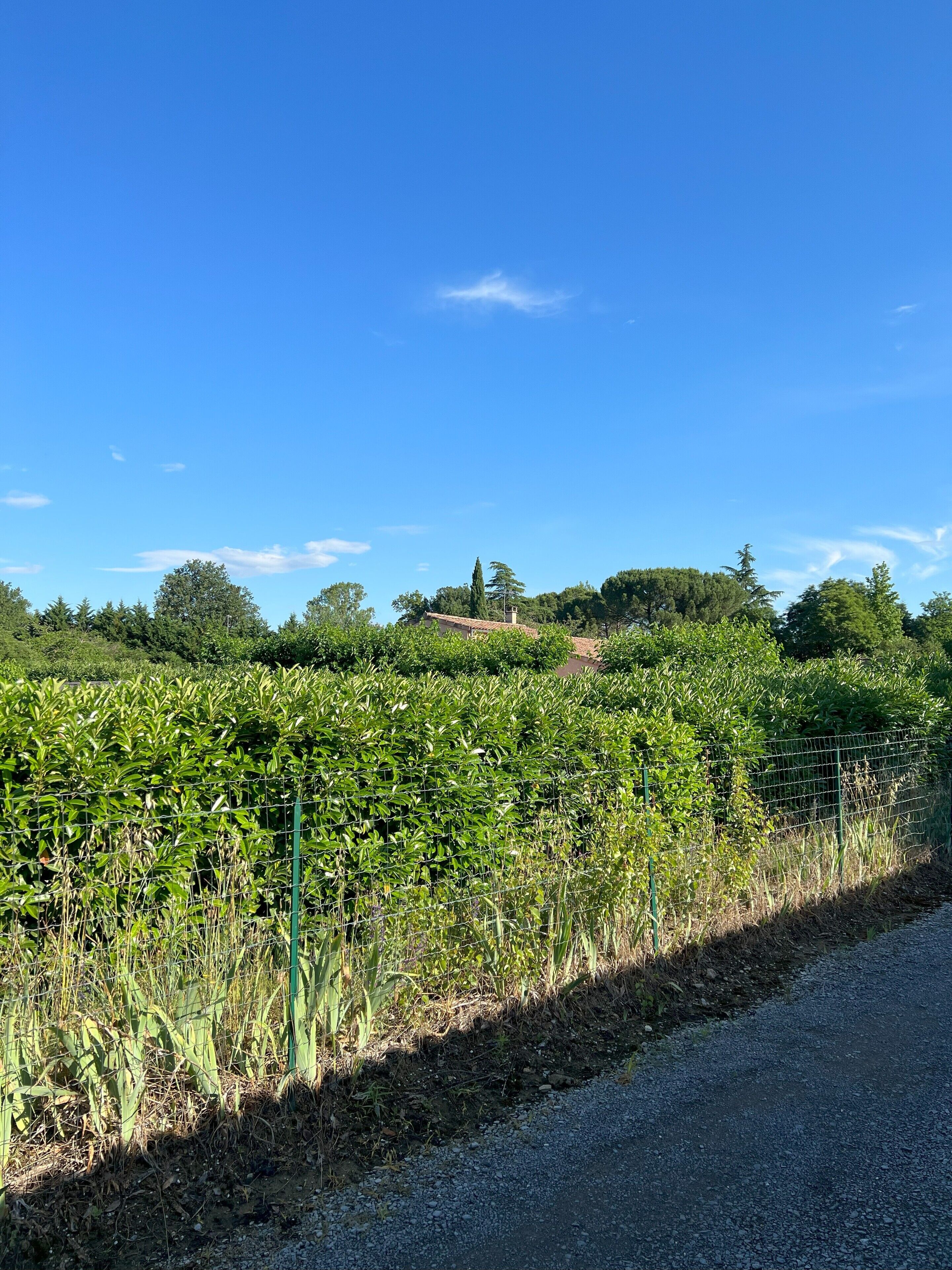A rural landscape with a gravel road, a wire fence, and a variety of vegetation including tall grasses and trees.