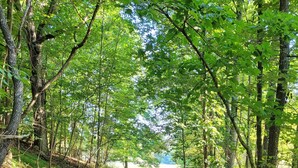 A dog walking on a dirt path in a wooded area. - Cottage on quiet farm close to town and wineries  (Charlottesville)