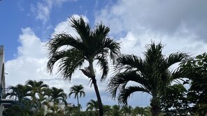 A tropical resort with palm trees, colorful flowers, and a clear sky. - The Island Life Condo@ Long Reef with Separate Bedroom + True Ocean View (Christiansted)