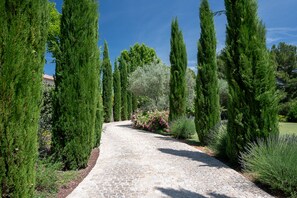Un sendero empedrado flanqueado por árboles altos y delgados, arbustos y flores diversas.