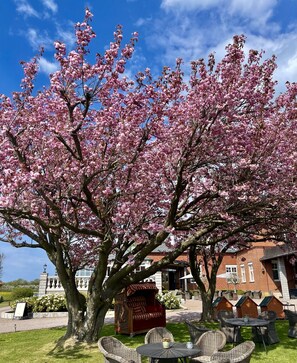 A tree with pink blossoms in a courtyard with outdoor seating and a brick building in the background. - Villa Brunnby (Nyhamnslage)