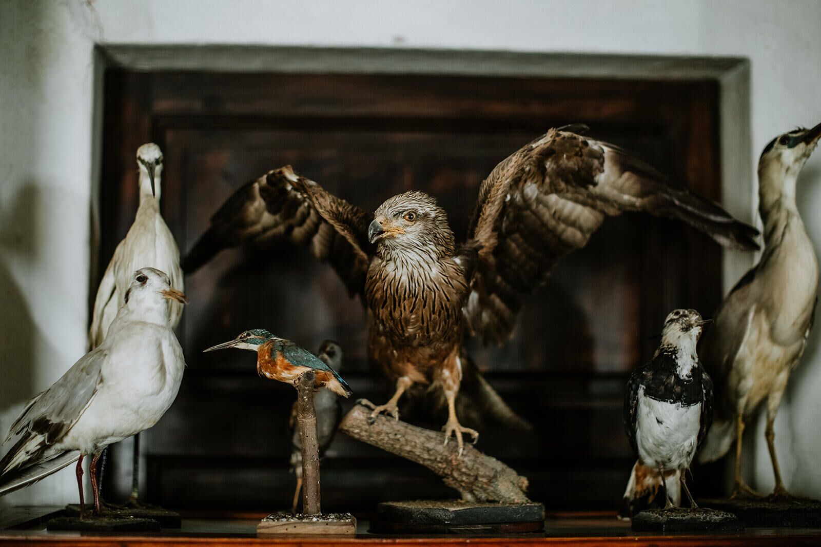 Una colección de aves en taxidermia montadas sobre una base de madera, con un ave en vuelo y otras posadas.