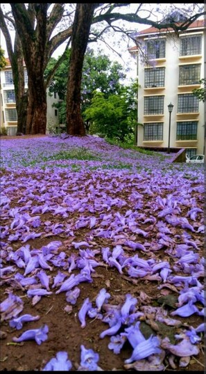 Stroll through the garden surrounded by vibrant flowers and take in the views of the nearby building.