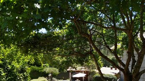 A well-maintained garden with a variety of trees and shrubs, a paved patio area, and a stone wall. - Casa de Campo, Casa do Batocal (Fataunços)