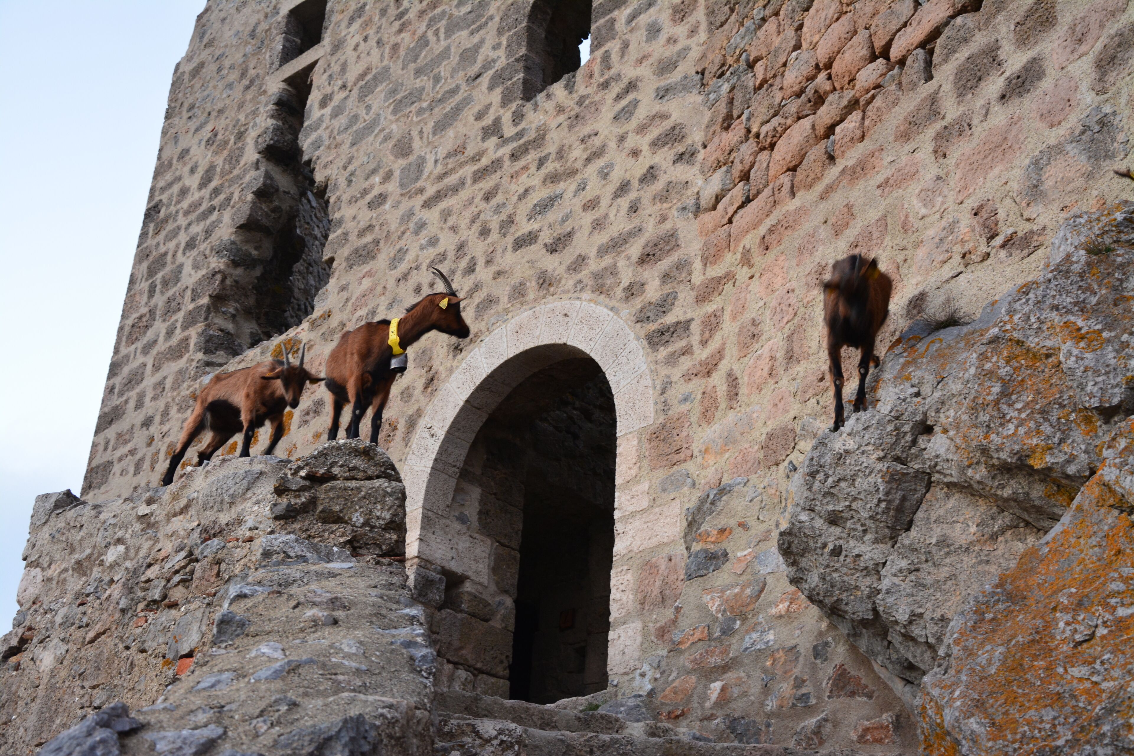 A stone building with an arched doorway and goats on the ledge.