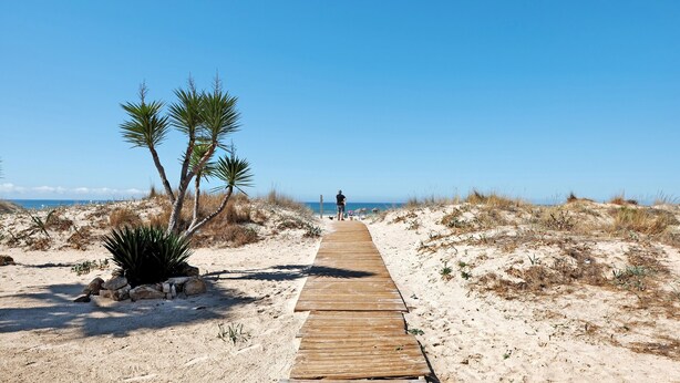 En træpromenade der fører til en strand med palmer og en klar himmel.