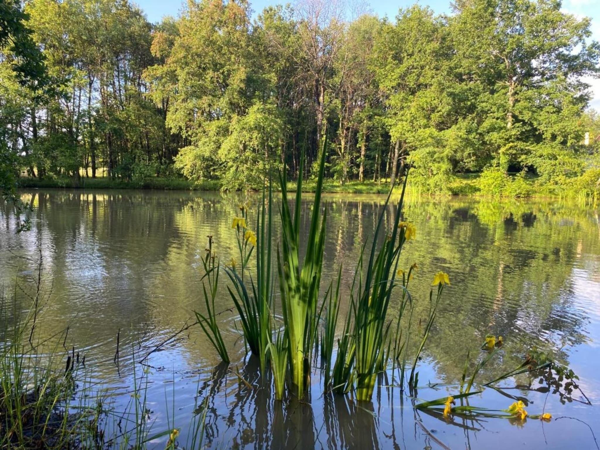 Un lac paisible, entouré d’une forêt dense et de hautes herbes.