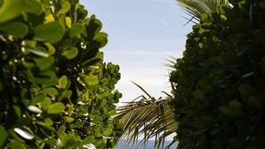 Un sentier menant à une plage d’où l’on peut admirer l’océan, le tout étant bordé de verdure.