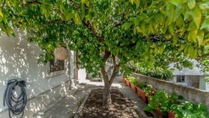 A tree-lined pathway with a white wall on one side and a low wall with potted plants on the other. - Coimbra Guesthouse (Coimbra)