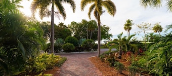 U113 - Twisted Palm