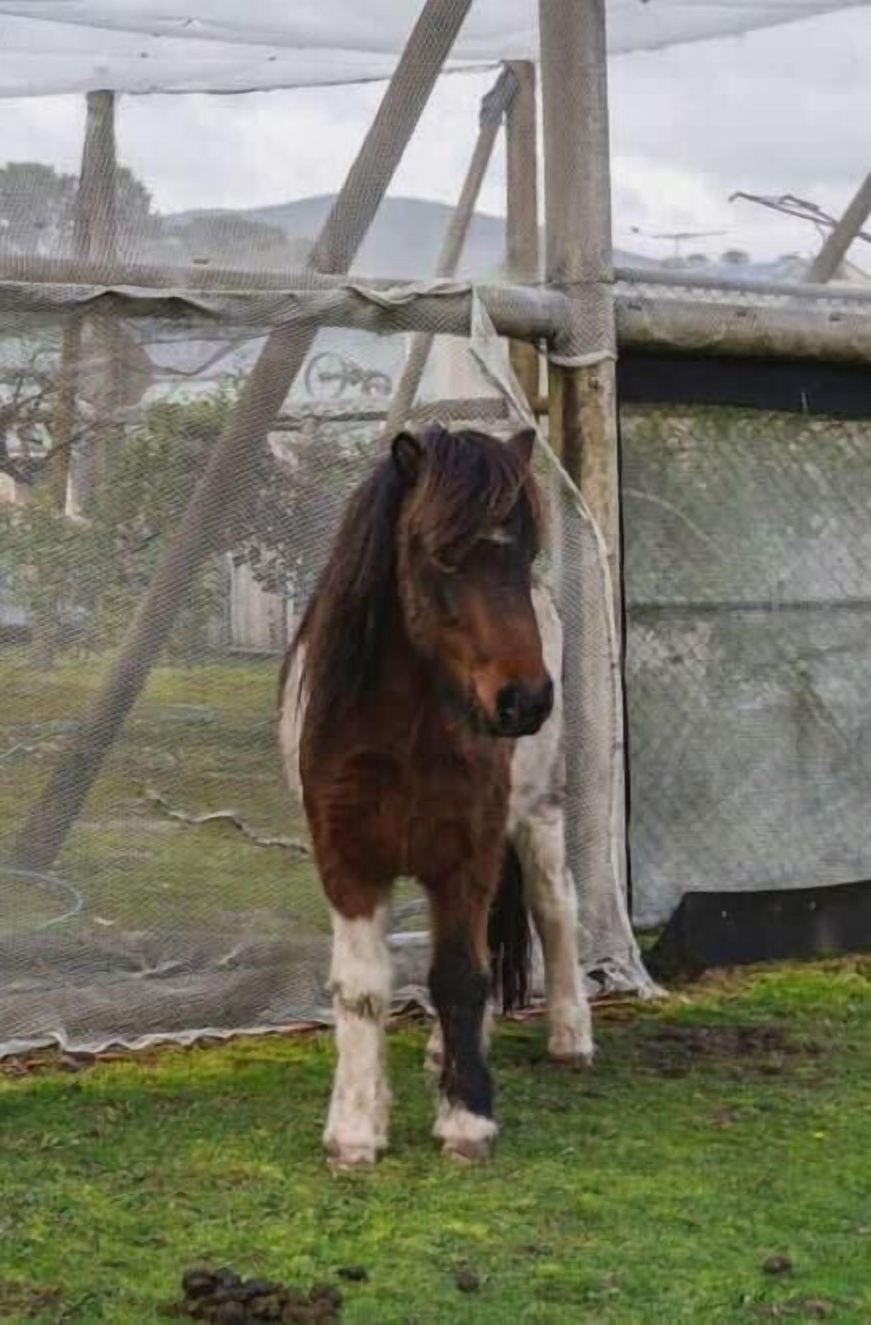 A horse in a fenced enclosure with a grassy area.