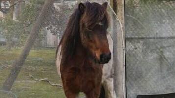 A horse in a fenced enclosure with a grassy area.