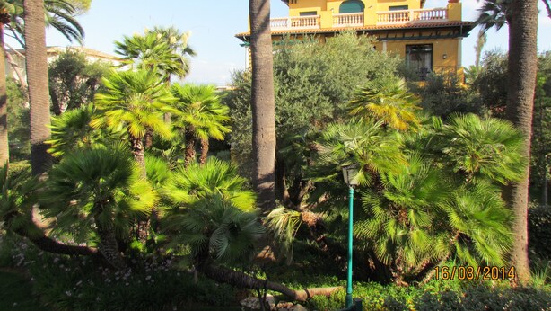 Un edificio amarillo con balcón, rodeado de palmeras y otra vegetación.
