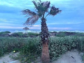 Un palmier dans un environnement naturel, avec une plage et l’océan en arrière-plan.