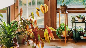 Une pièce au décor intérieur en bois, avec une grande fenêtre et diverses plantes en pot.