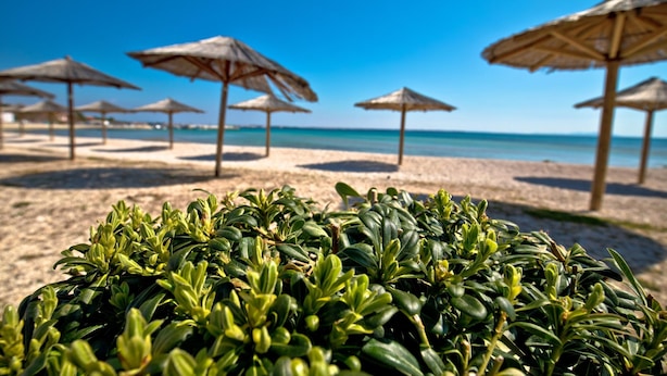 A beach with umbrellas and a clear sky. - Vir Island Apartments Basic (Vir)