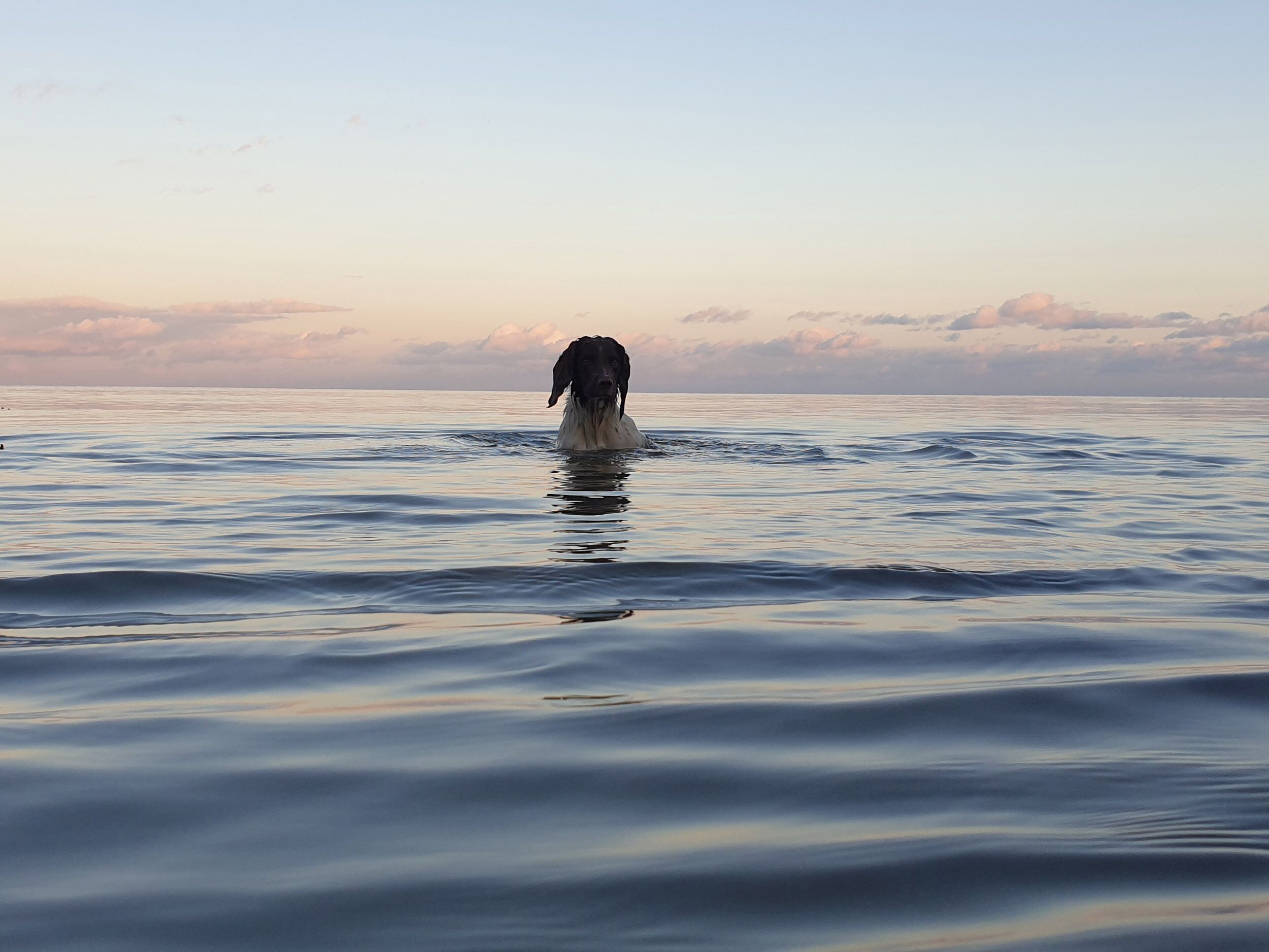 Ein Hund steht in ruhigem Wasser, im Hintergrund ein klarer Himmel.