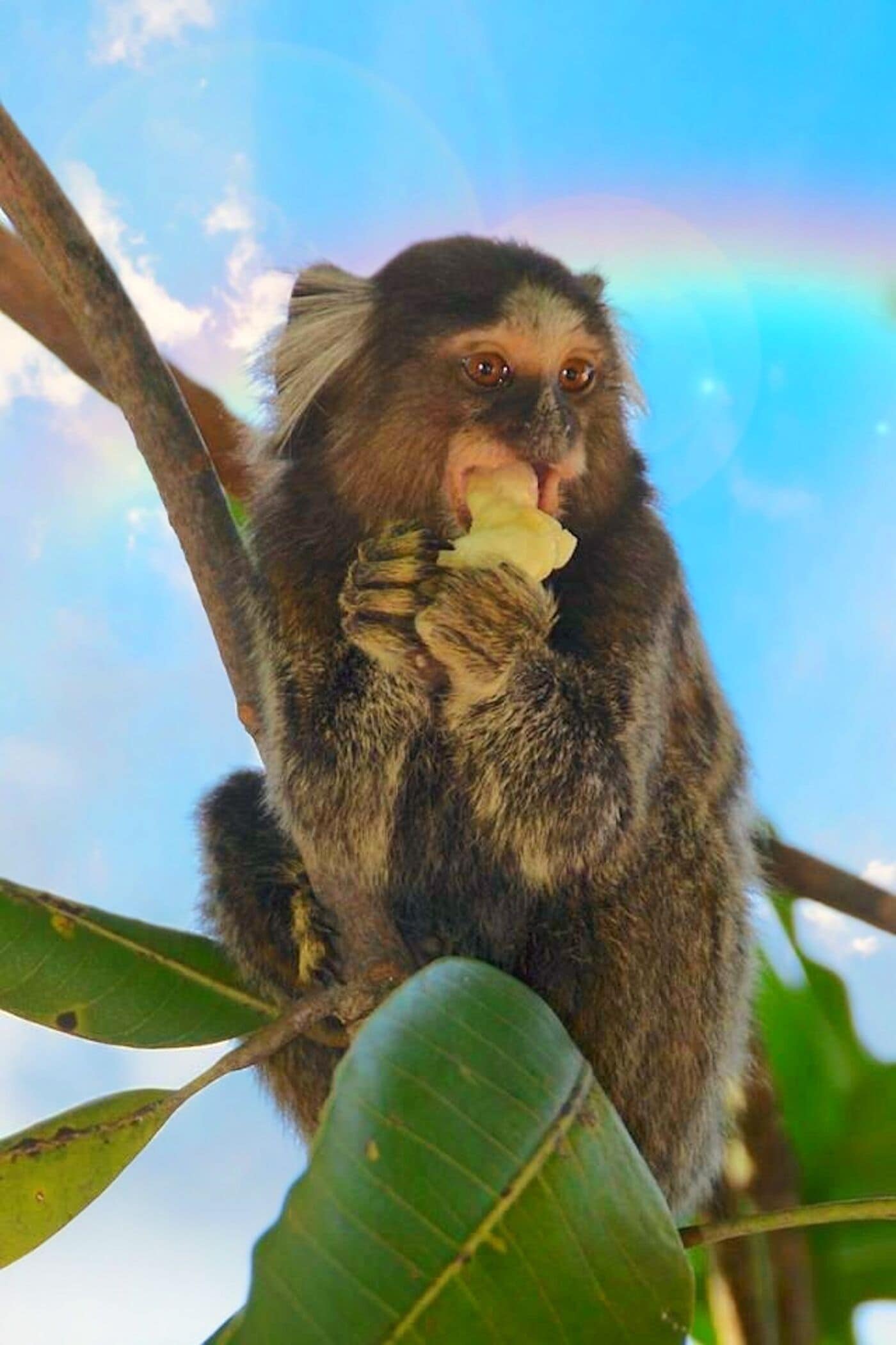 Foto - Rede Reserva Santa Teresa