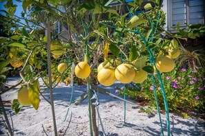 Property grounds - SANDY TUNDRA TOWNHOUSE, WATER-VIEWS, BOAT SLIP, PRIVATE BEACH, CLUB ACCESS (Captiva)