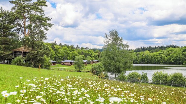 Un campo de flores blancas, un lago y casas al fondo.