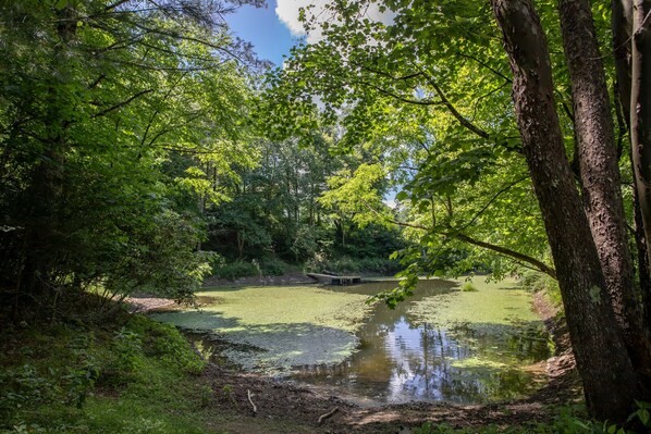 Un paysage naturel avec un étang entouré d’une végétation luxuriante et d’arbres.