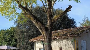 Une voiture ancienne blanche est garée devant un bâtiment rustique, près d’un grand arbre.