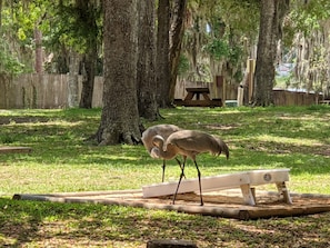 A park with a wooden bench and a feeding station. - Lake front cottage (Salt Springs)