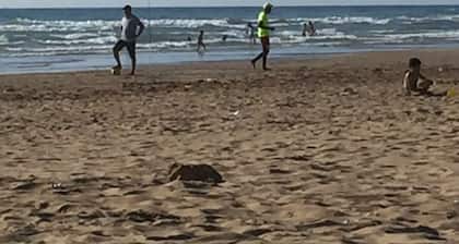 Apartment a few metres from the beach