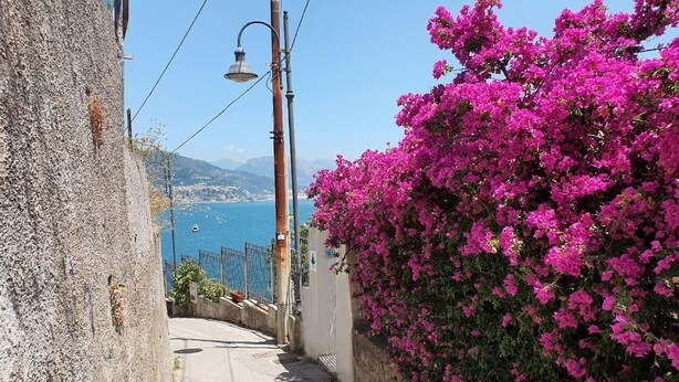 Une rue étroite, bordée d’un côté par un mur de pierre et de l’autre par une rangée de bougainvilliers roses.
