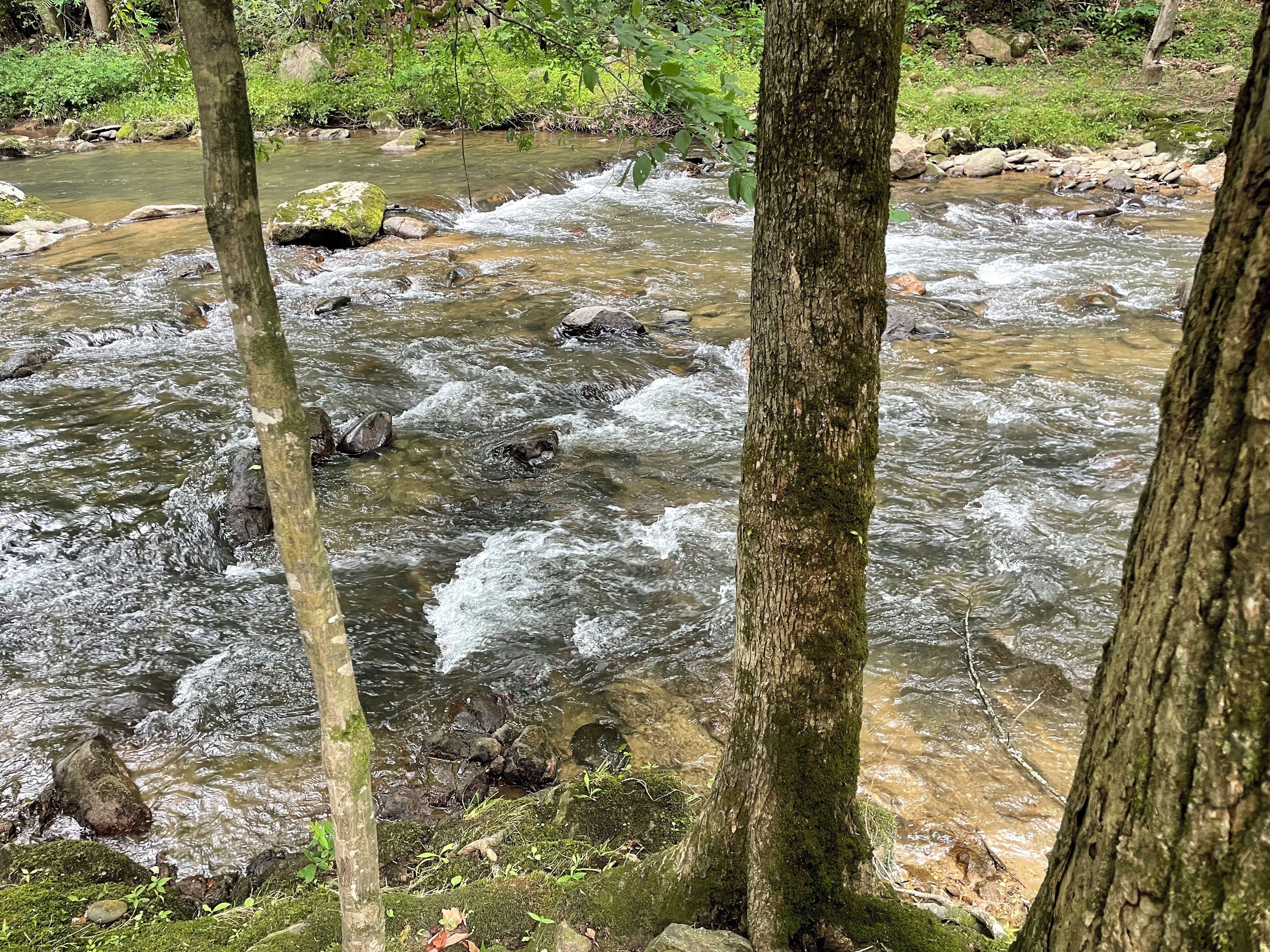 Un arroyo serpentea por un bosque con rocas y árboles.