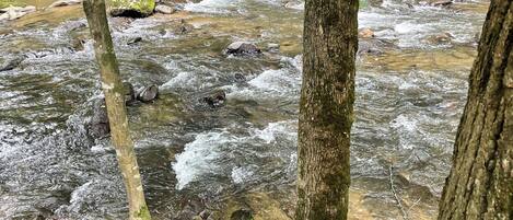 Un arroyo serpentea por un bosque con rocas y árboles.