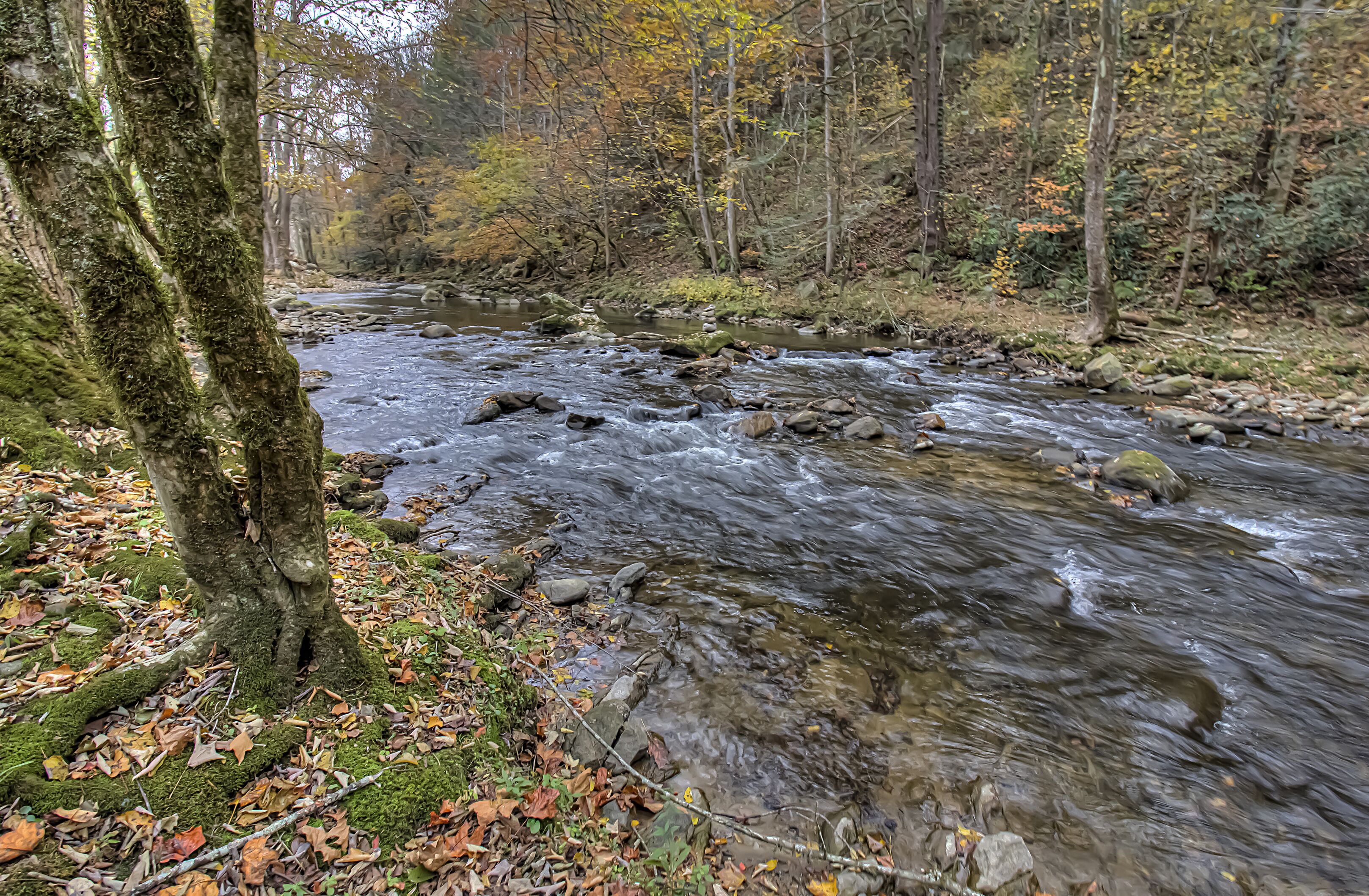 Een rivier die door een bos stroomt, met rotsen en bomen.