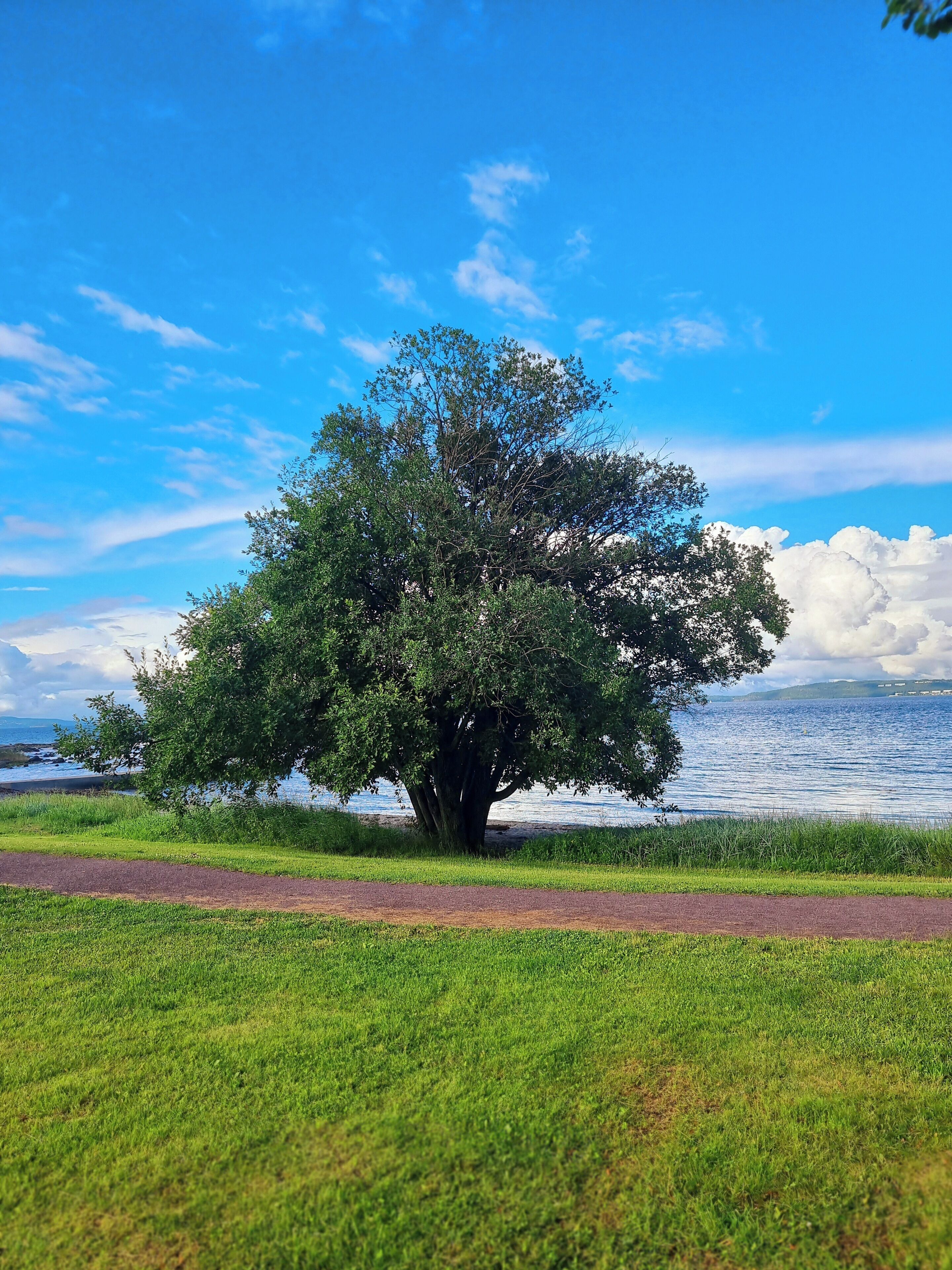 A large tree by a body of water with a clear sky.
